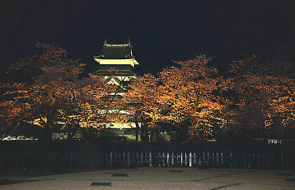 松本城の夜桜