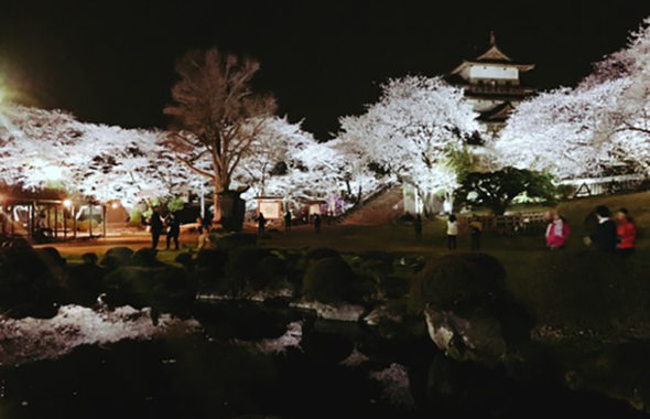 高島公園　夜桜