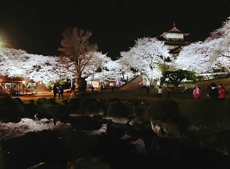 高島公園　夜桜