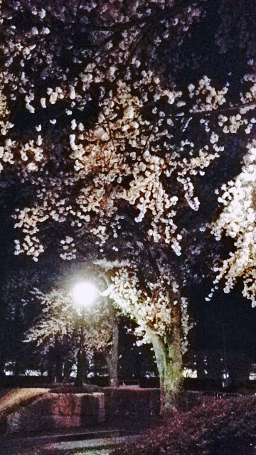 松本歯科大駐車場の桜