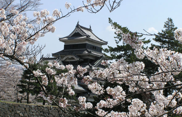 松本城と桜