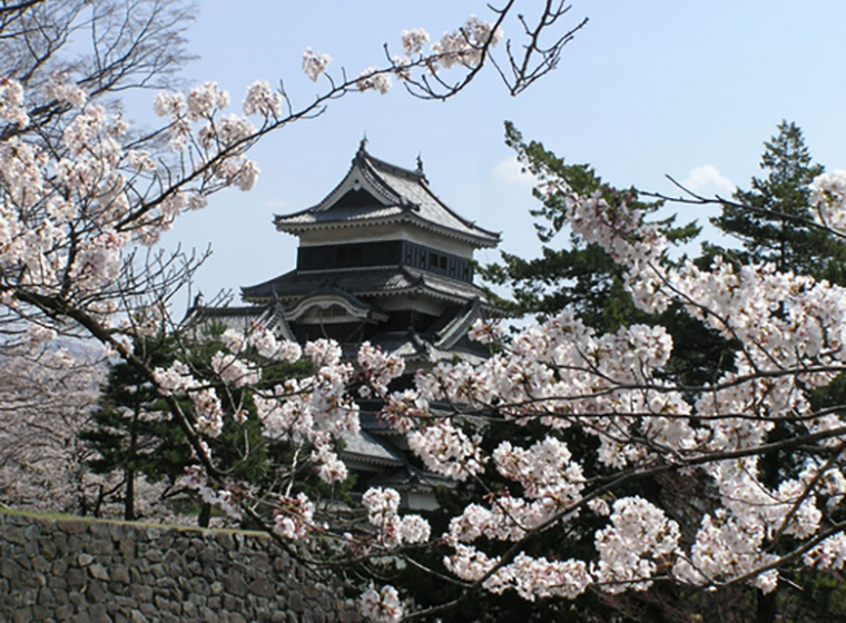 松本城と桜