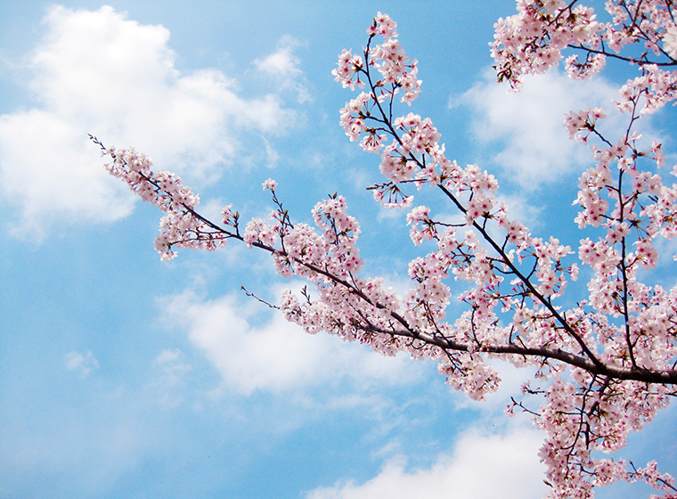 桜開花