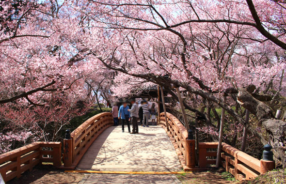 高遠城址公園　桜