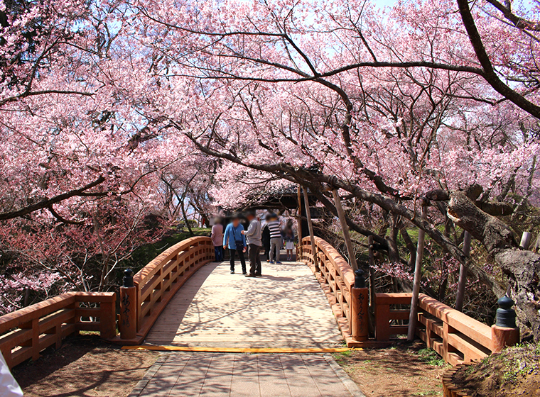 高遠城址公園　桜