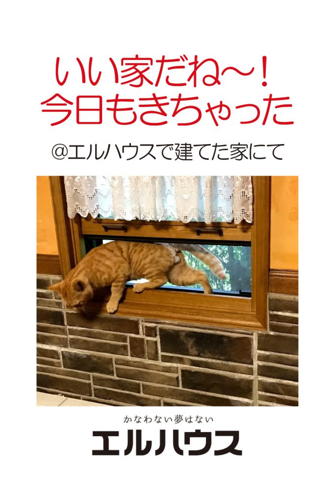 長野県茅野市の工務店エルハウスストーリー猫