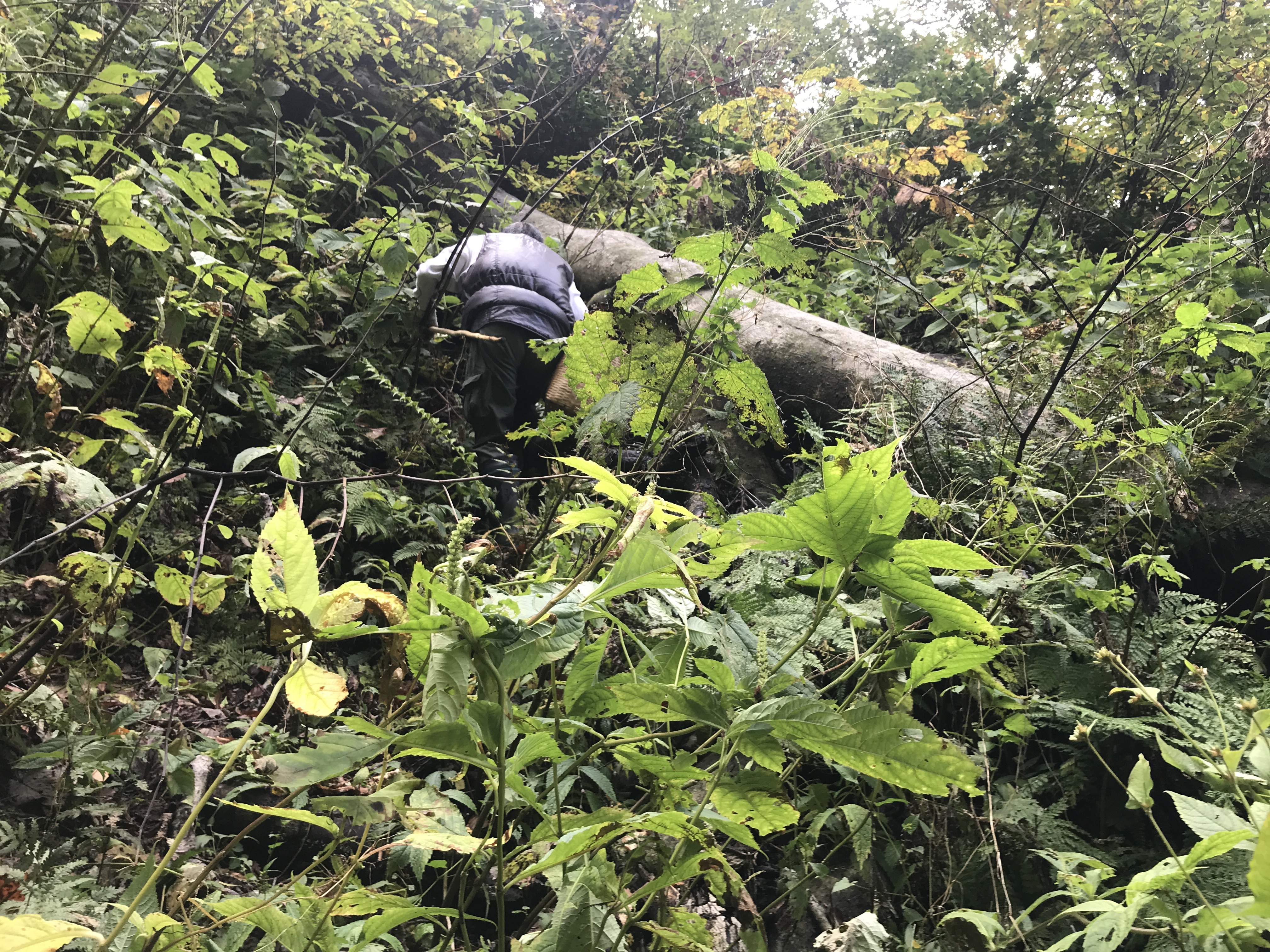 急斜面をブナの木の倒木日智が向かっています