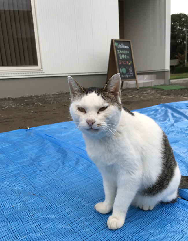 長野県伊那市完成見学会会場ねこ