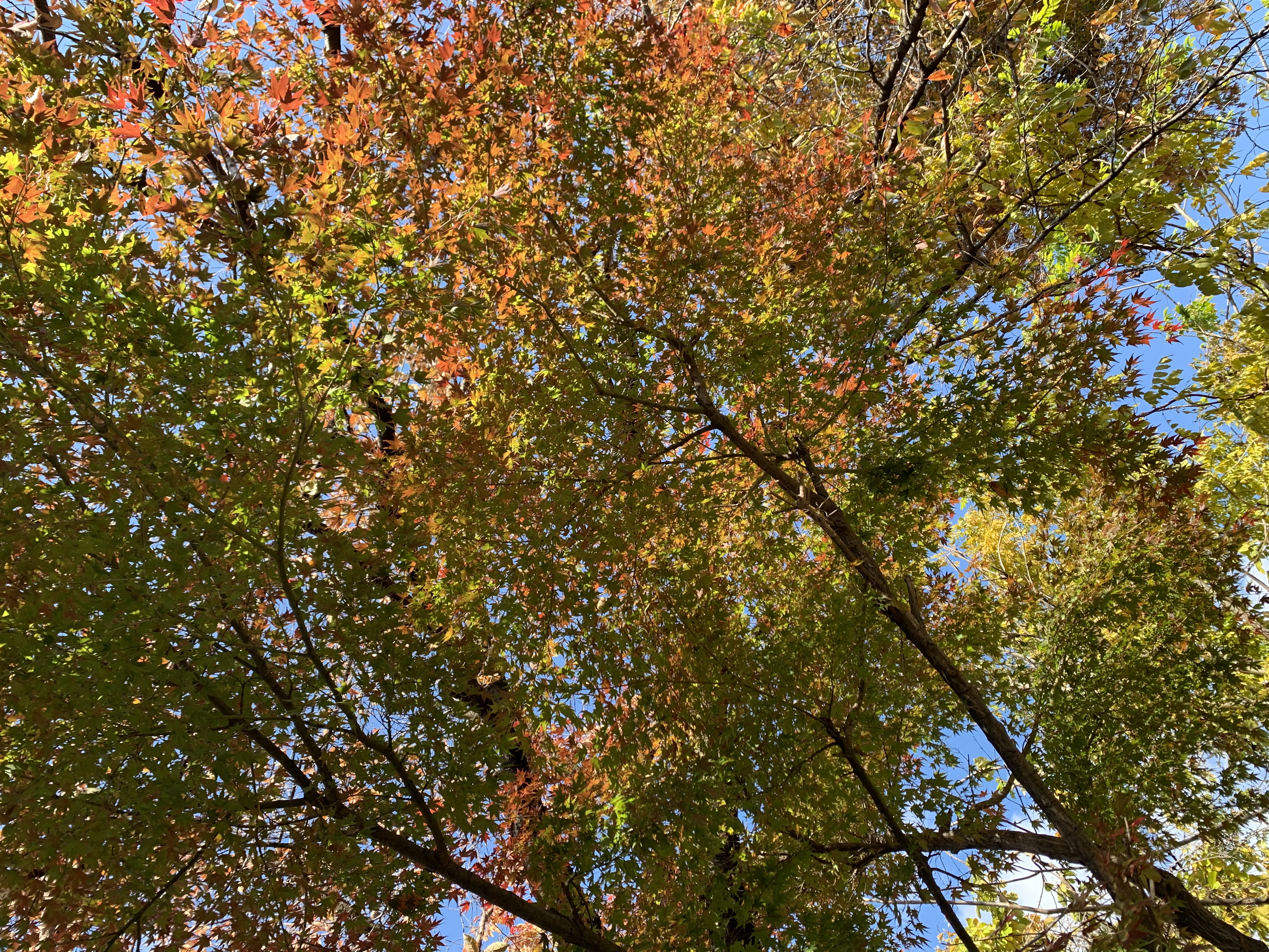 里山辺紅葉