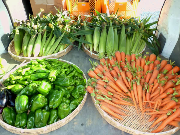 neco部収穫した夏野菜