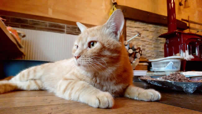 通い猫