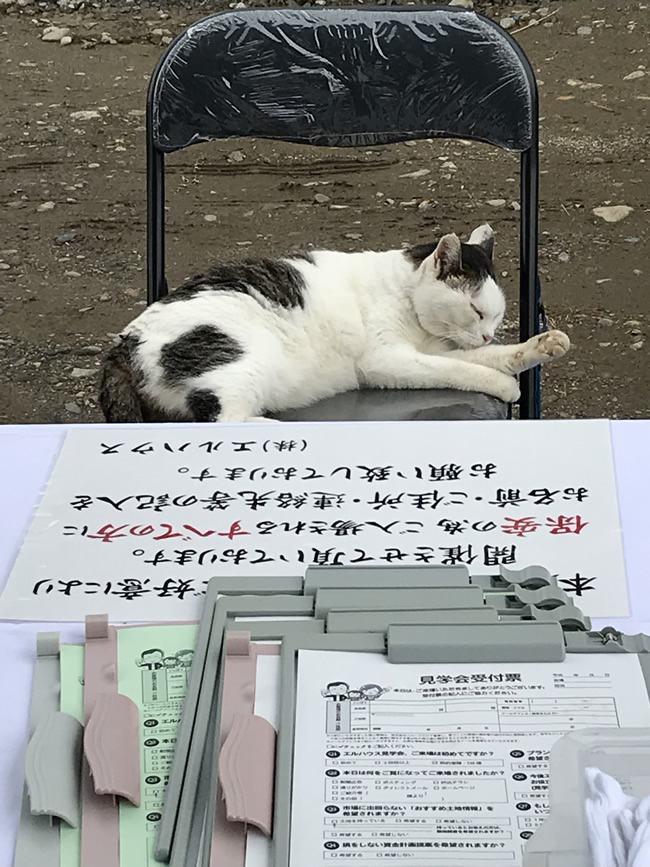 エルハウス完成見学会と猫