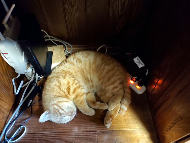 猫と敗戦