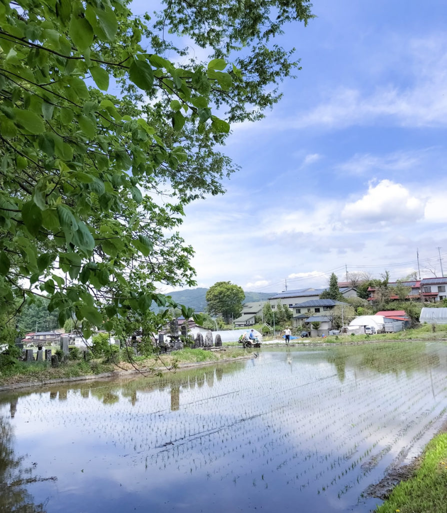 茅野市田植え