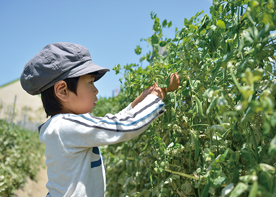 子供野菜を収穫