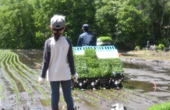 田舎田植え