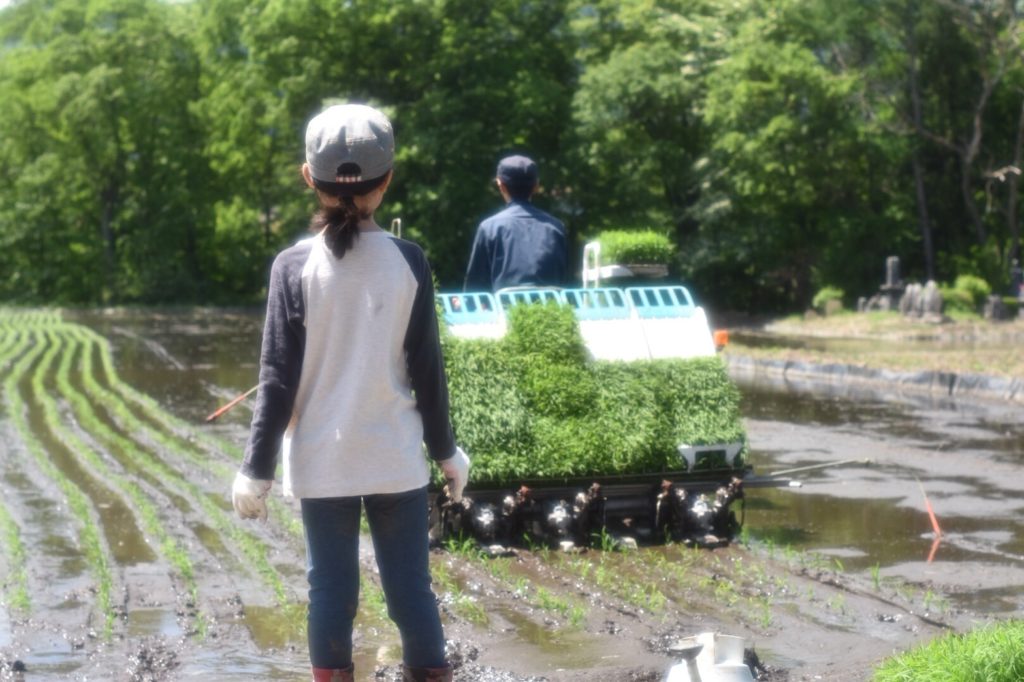 茅野市田植え