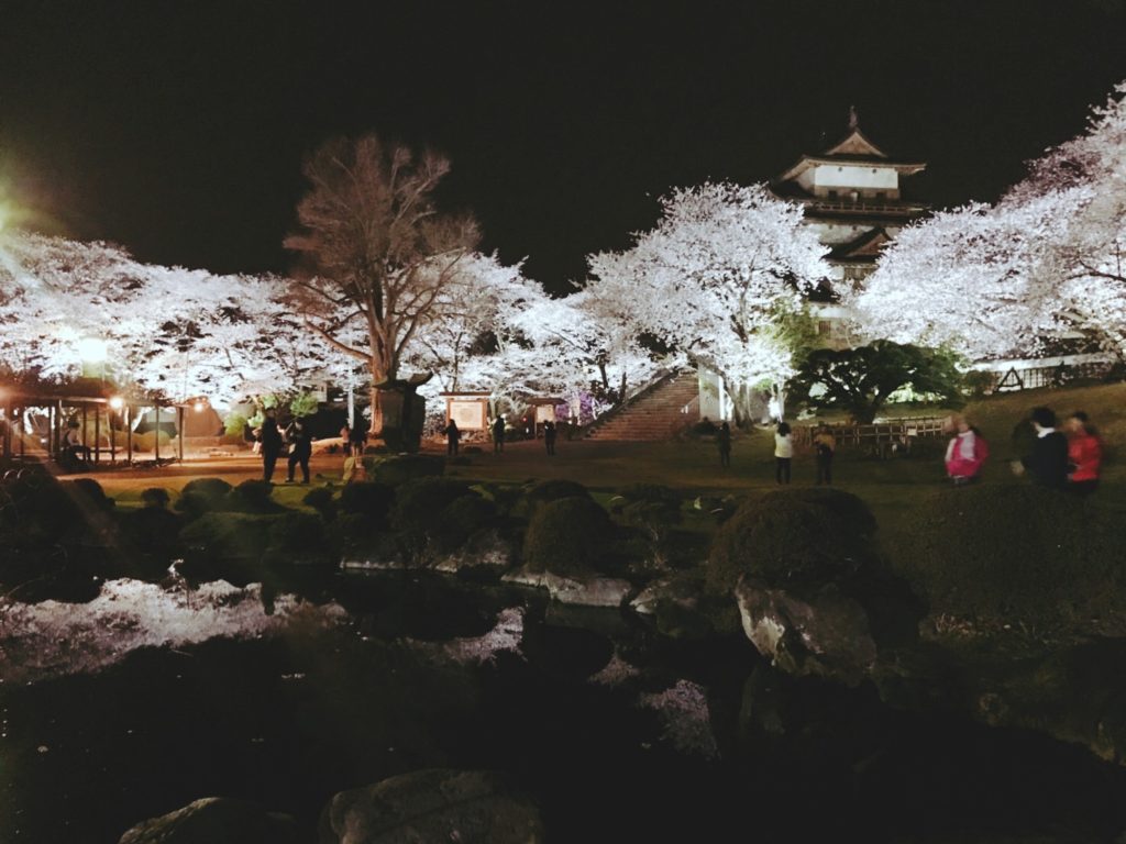 高島城桜