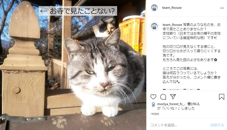 エルハウスインスタグラム猫