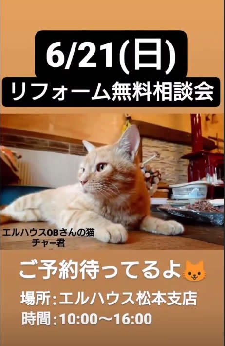 エルハウスインスタグラムストーリー猫