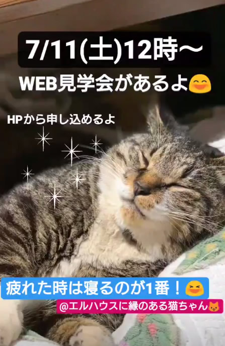 エルハウスインスタグラムストーリー猫