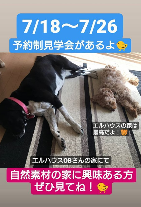 エルハウスインスタグラムストーリー犬