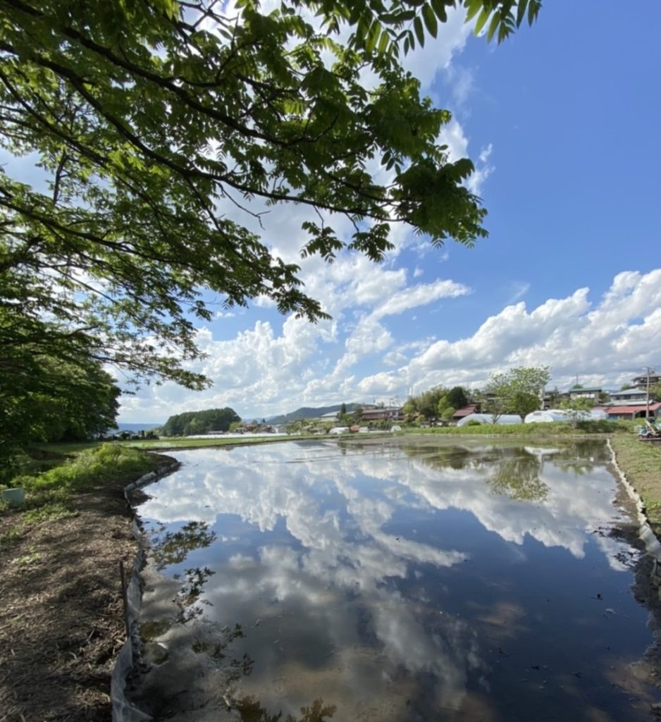 茅野市の田んぼ