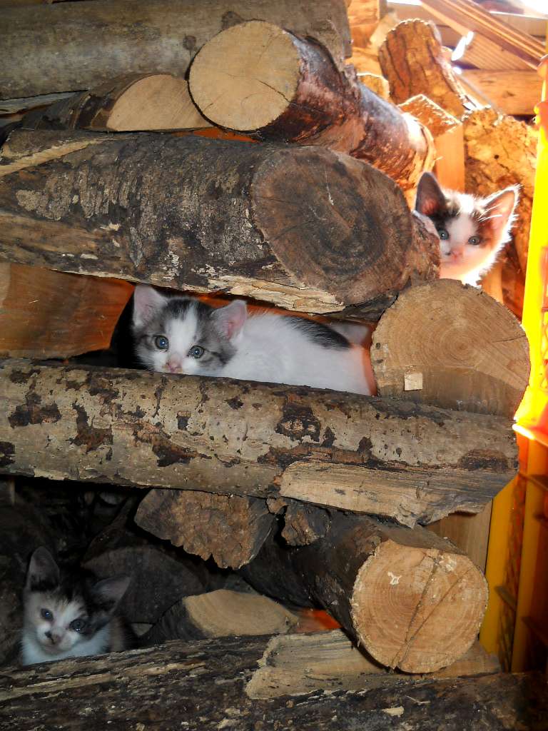 子猫と薪