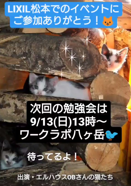 インスタグラムストーリー猫