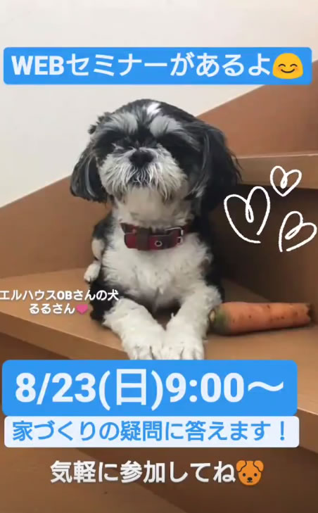 インスタグラムストーリー階段と犬