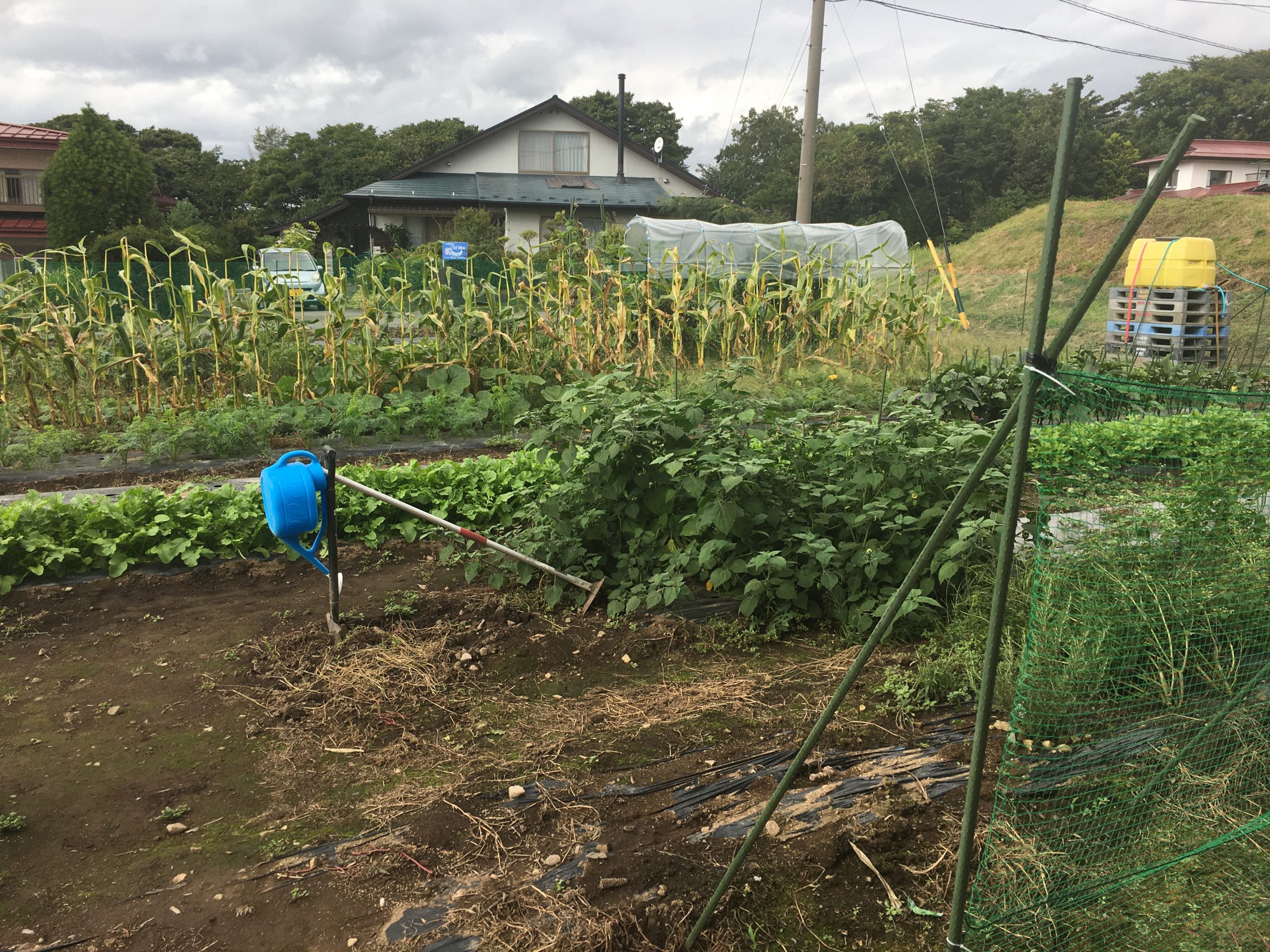 家庭菜園