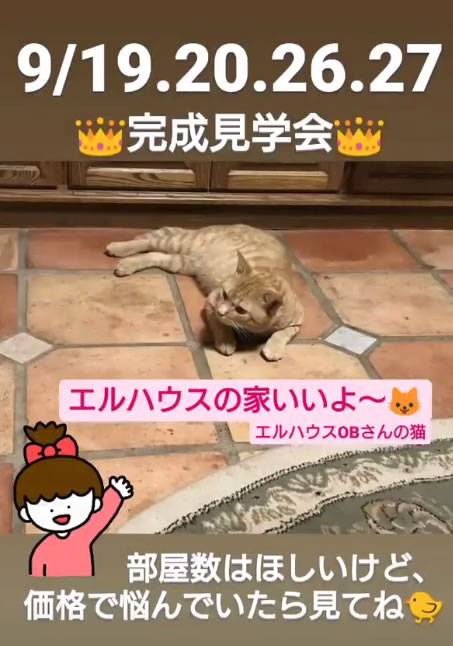 インスタグラムストーリー猫