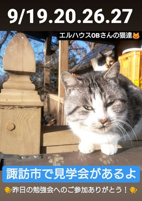 インスタグラムストーリー猫