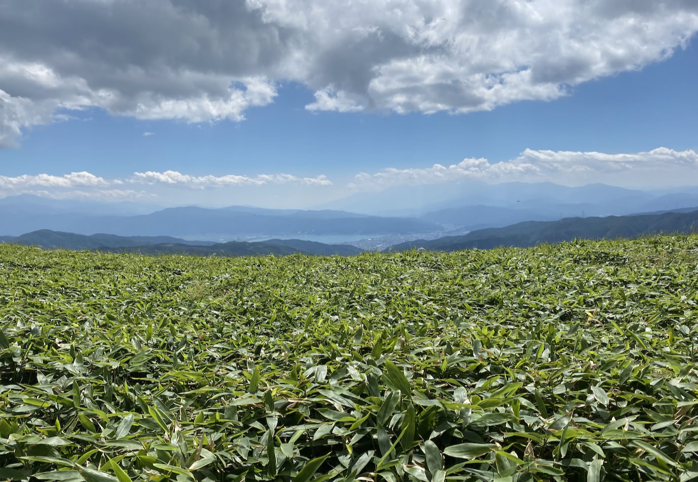 三峰山から和田峠へ向かう道