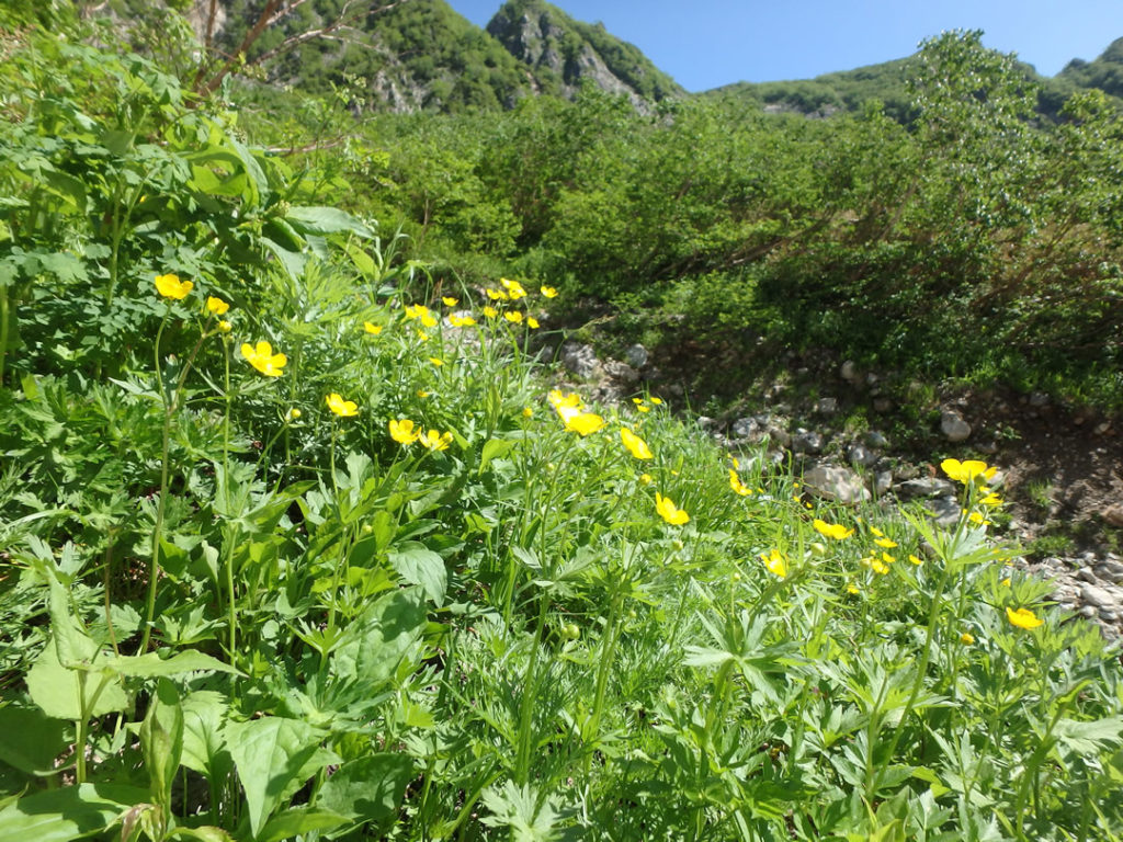 槍ヶ岳高山植物