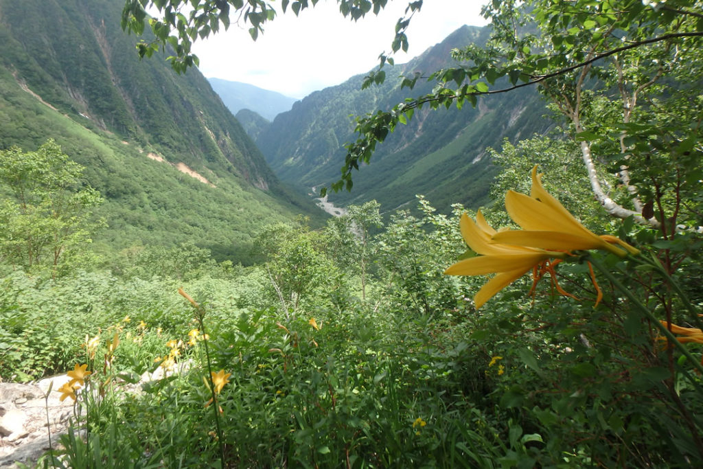 槍ヶ岳高山植物