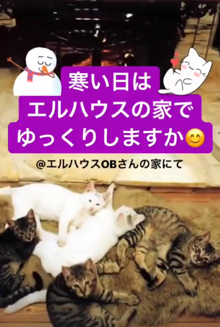 インスタグラムストーリー猫