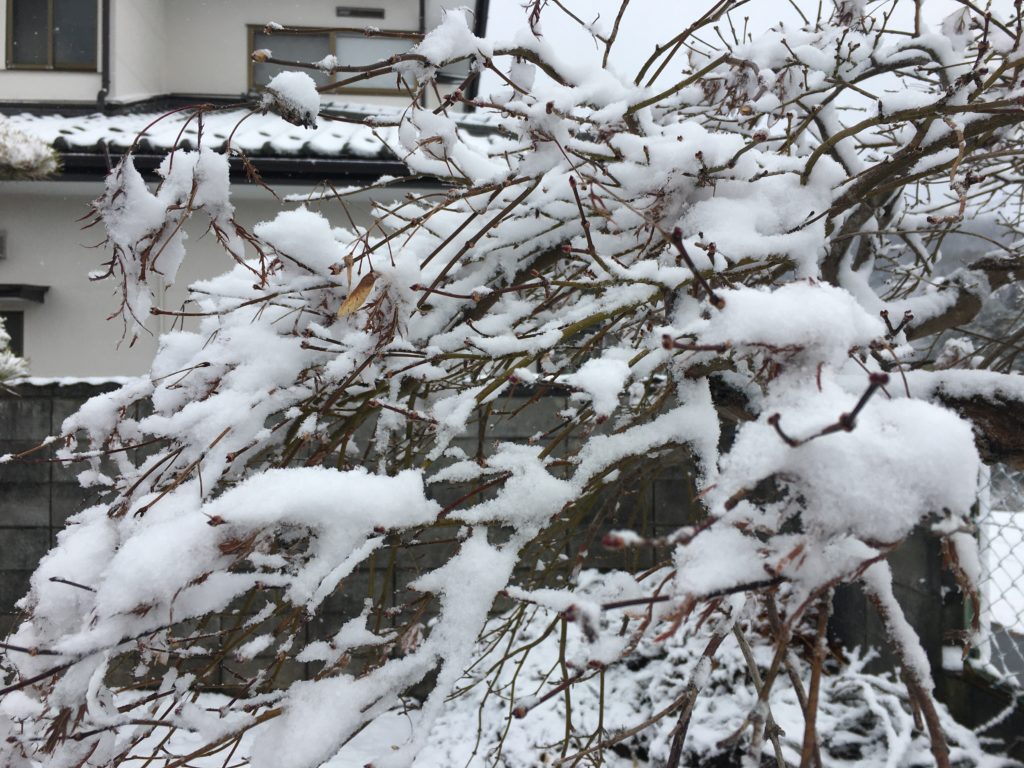 枝に降った雪