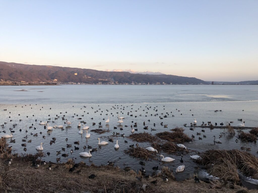 諏訪湖白鳥と渡り鳥