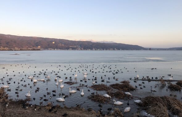 諏訪湖白鳥と渡り鳥