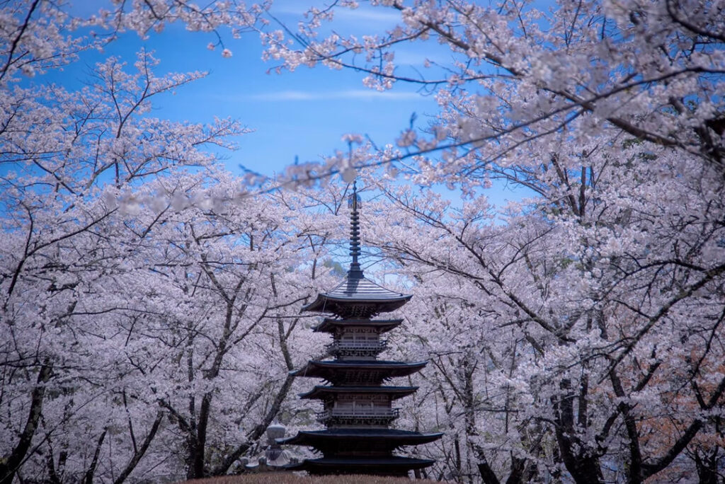 聖光寺と桜