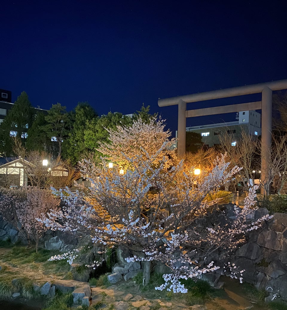 長野県四柱神社の夜桜