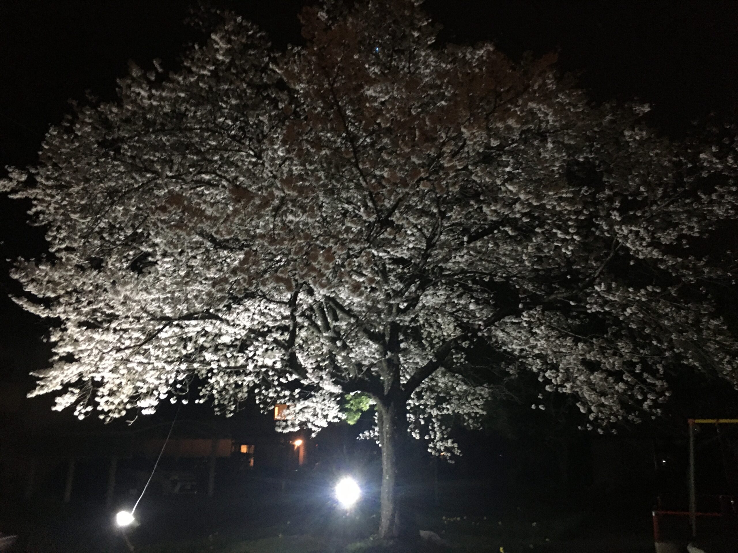 ライトアップ桜