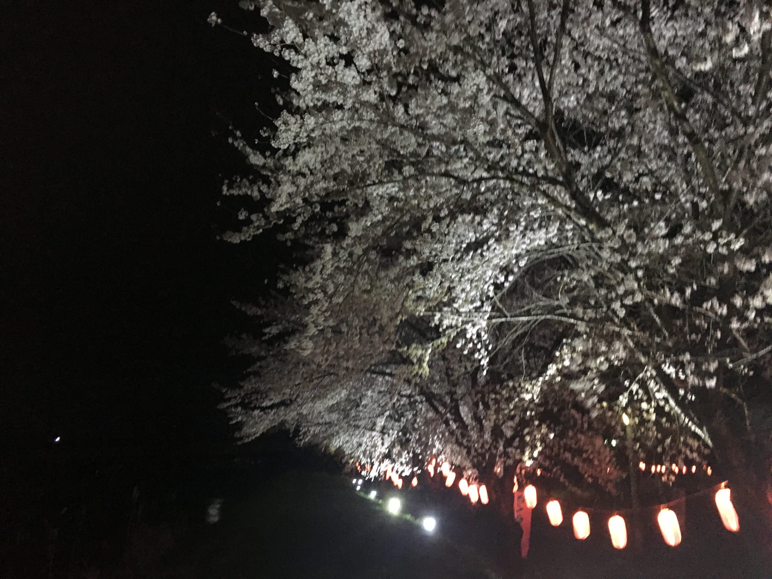 お花見ちょうちん