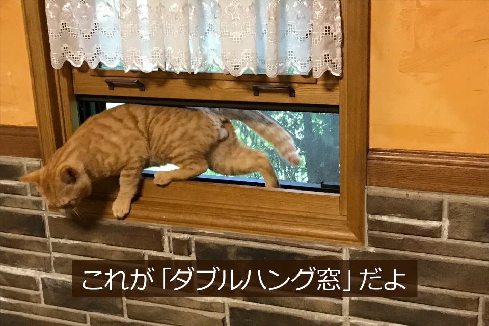 猫と窓