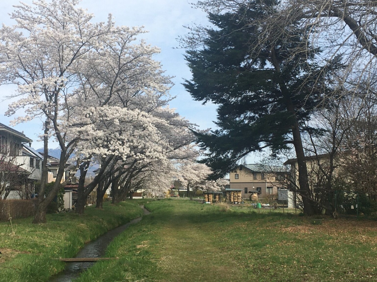 長野県桜