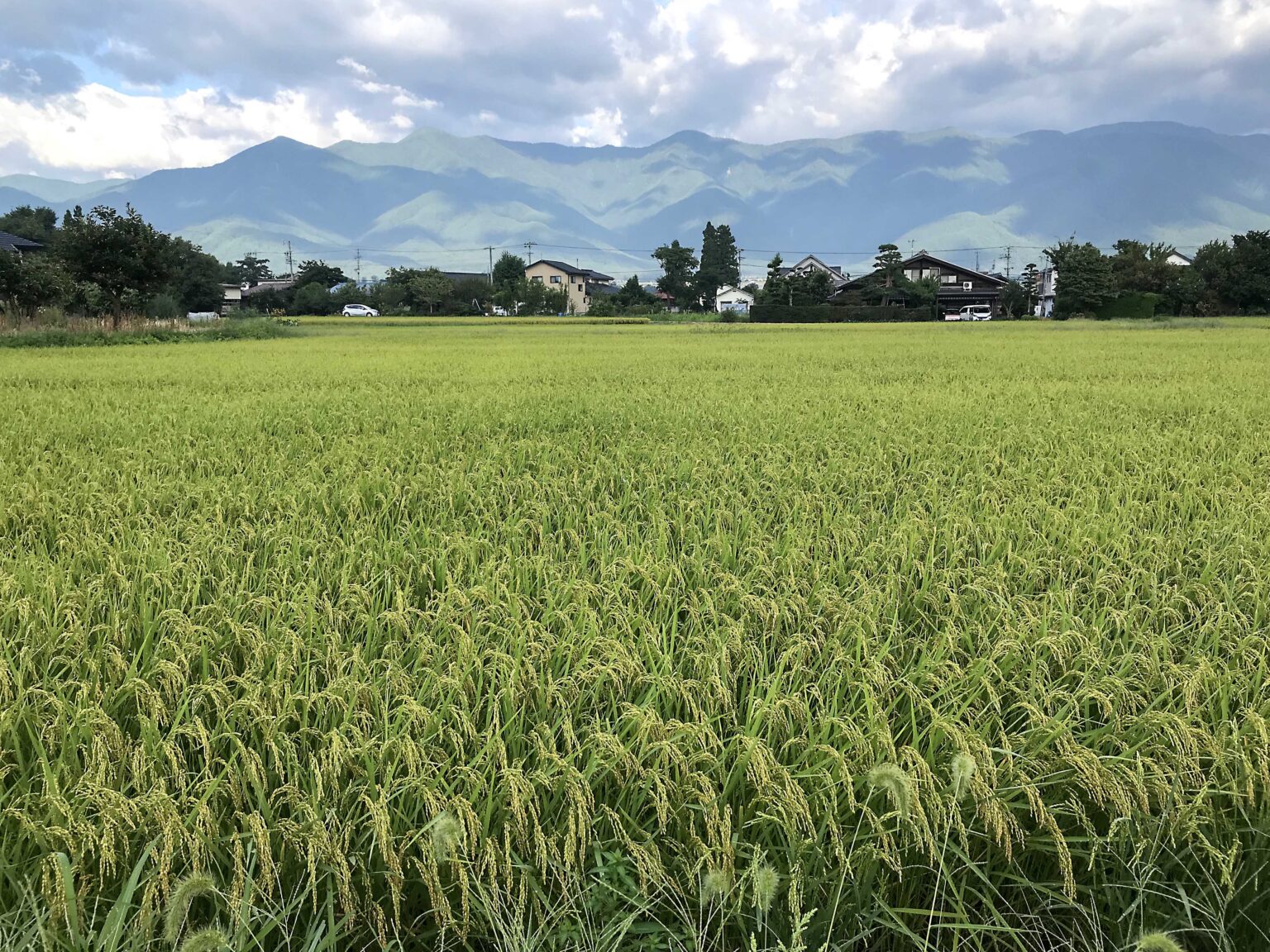 信州安曇野の田んぼ