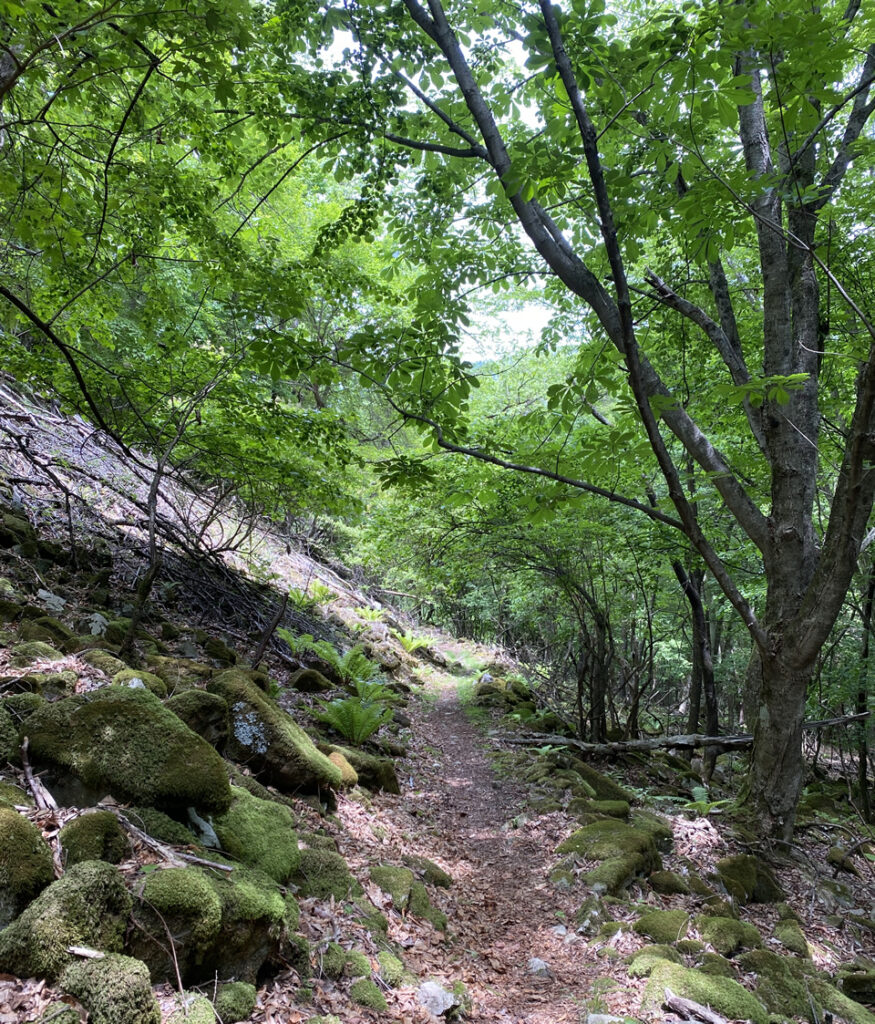 鉢伏山をめざす道