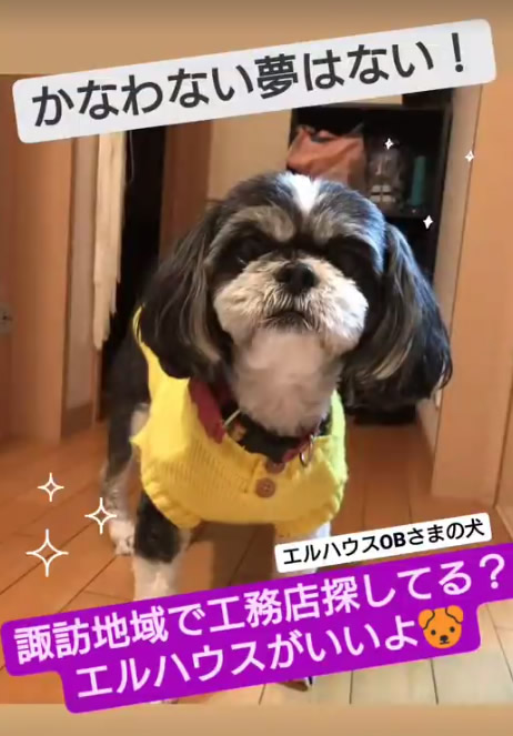 家の中にいる犬