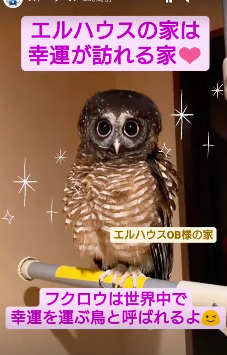 フクロウ